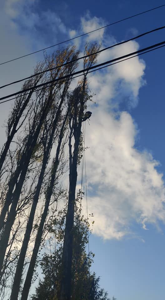 Tree Trimming for A&J WA Tree Services in Kent, WA