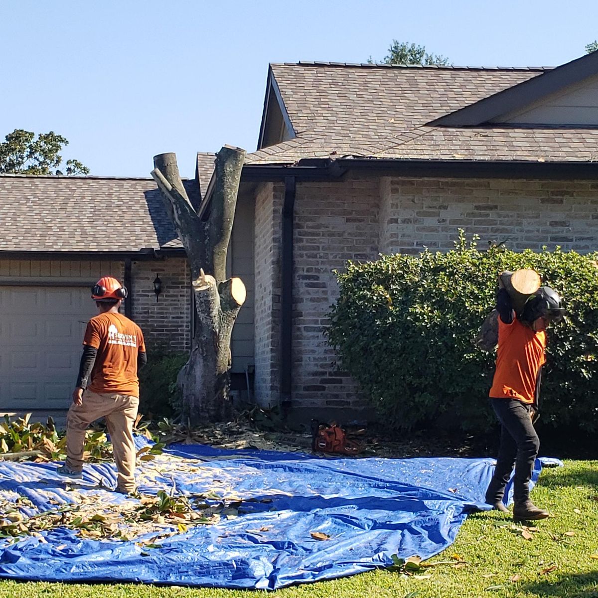 Tree Trimming for Servin's Tree Care  in Houston, TX