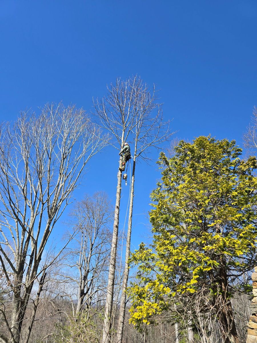 Tree Climbing Services for Brothers Tree Service in Burnsville, NC