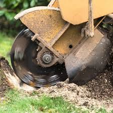 Stump Grinding for Patriot Tree Service in Mesa, AZ