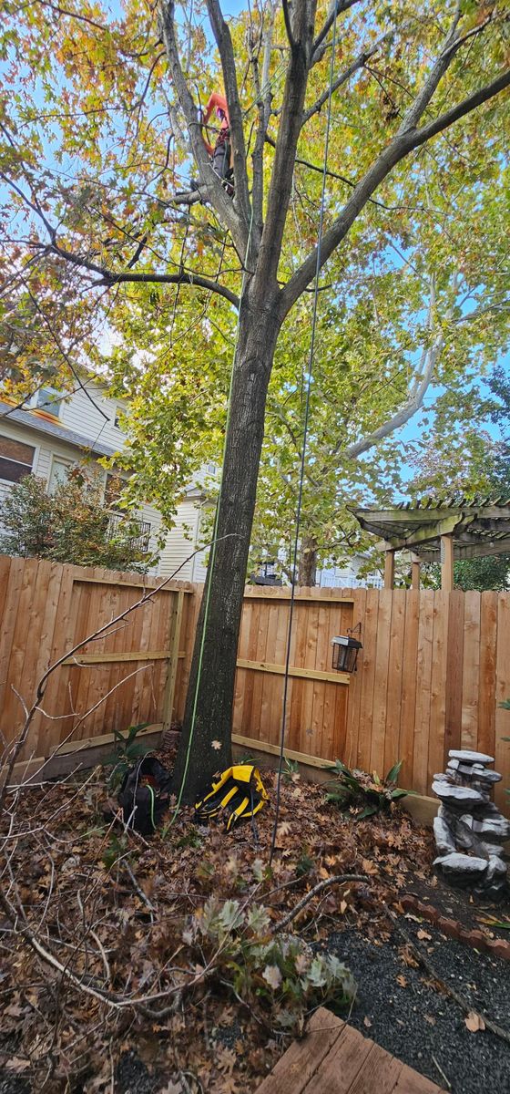 Tree Removal for Servin's Tree Care  in Houston, TX