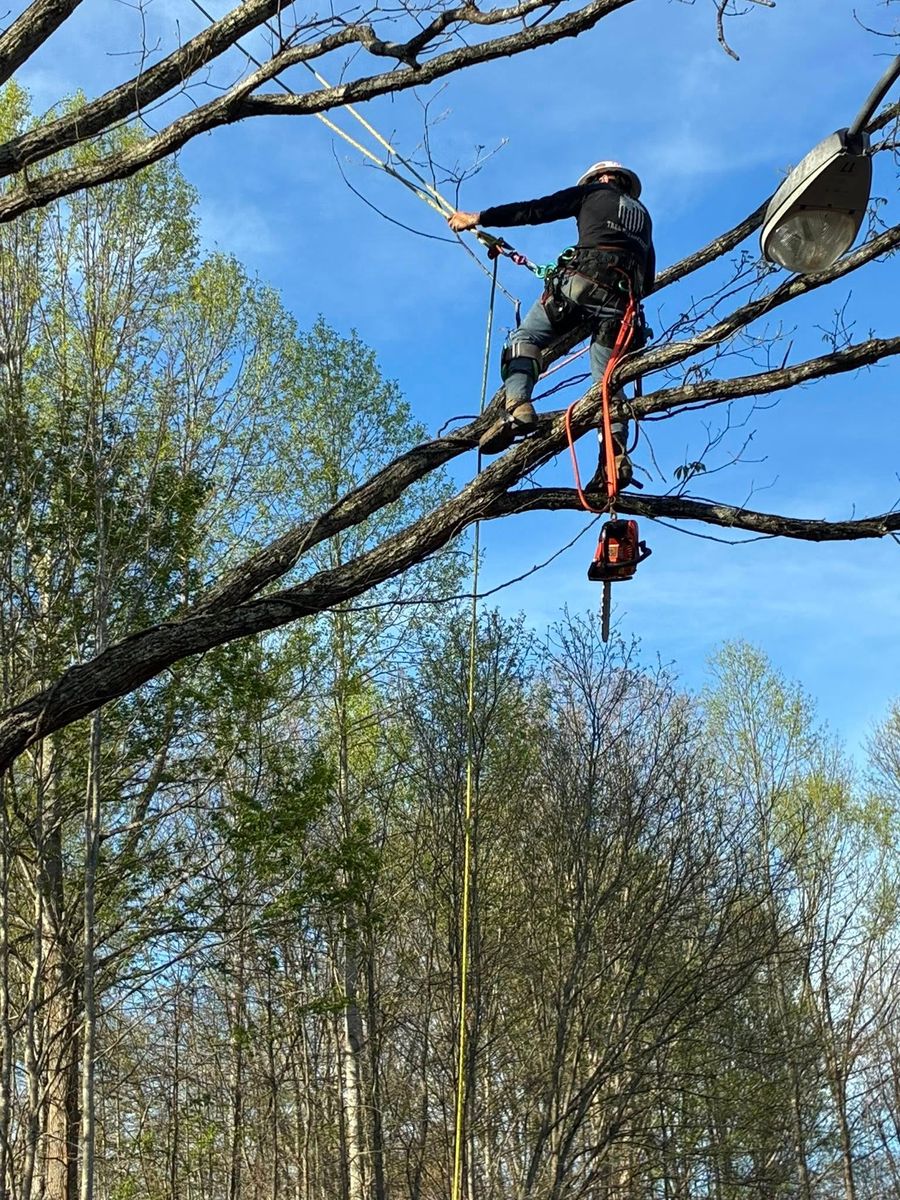 Tree Trimming for Skys The Limit Tree Management in Morehead, KY