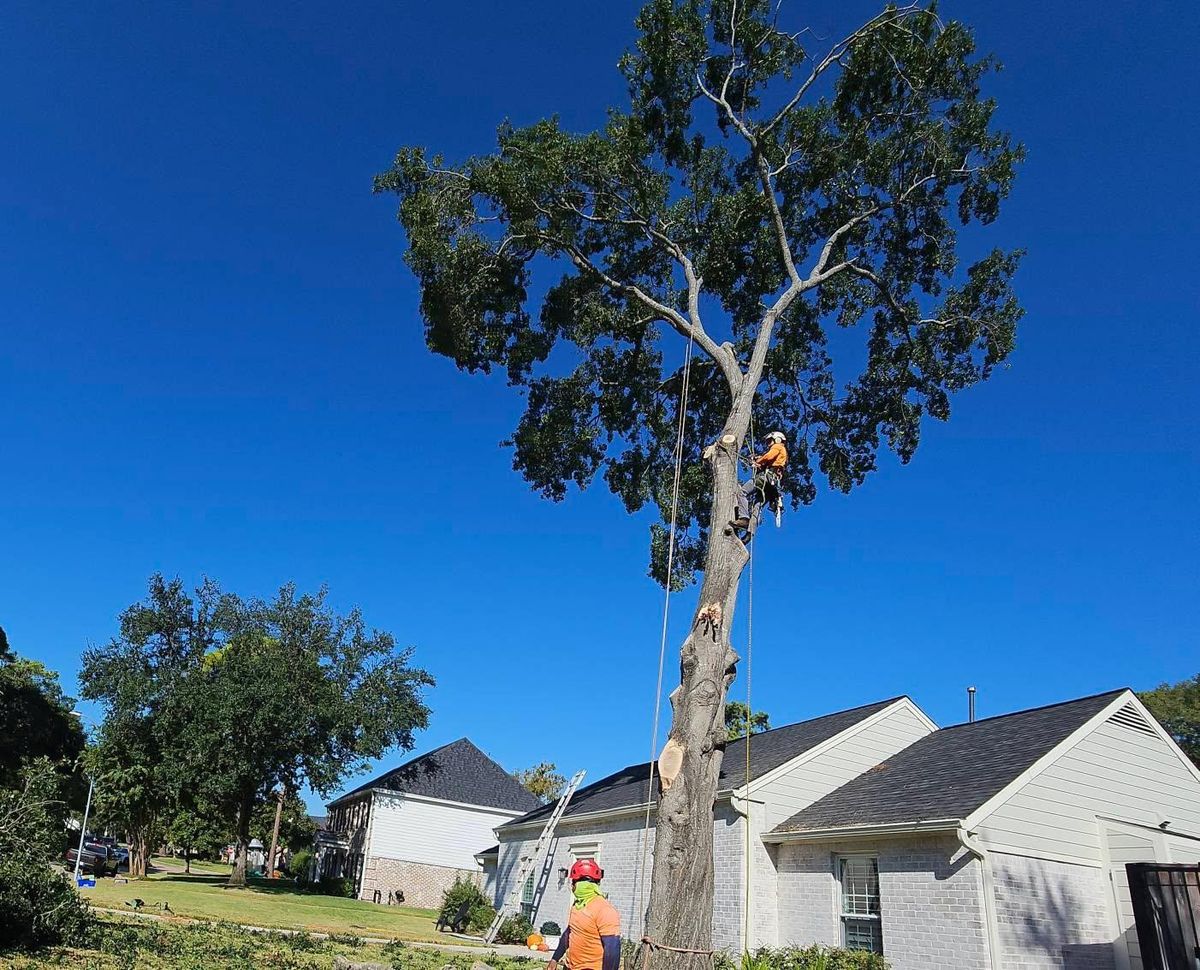 Tree Removal for Servin's Tree Care  in Houston, TX