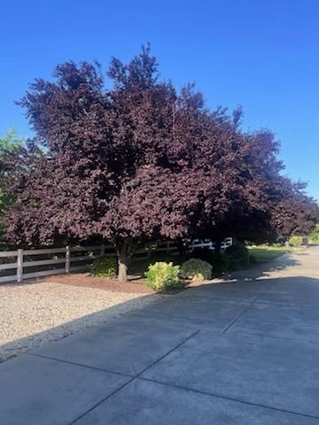 Tree planting for Sammy's Tree Services in Sacramento, CA