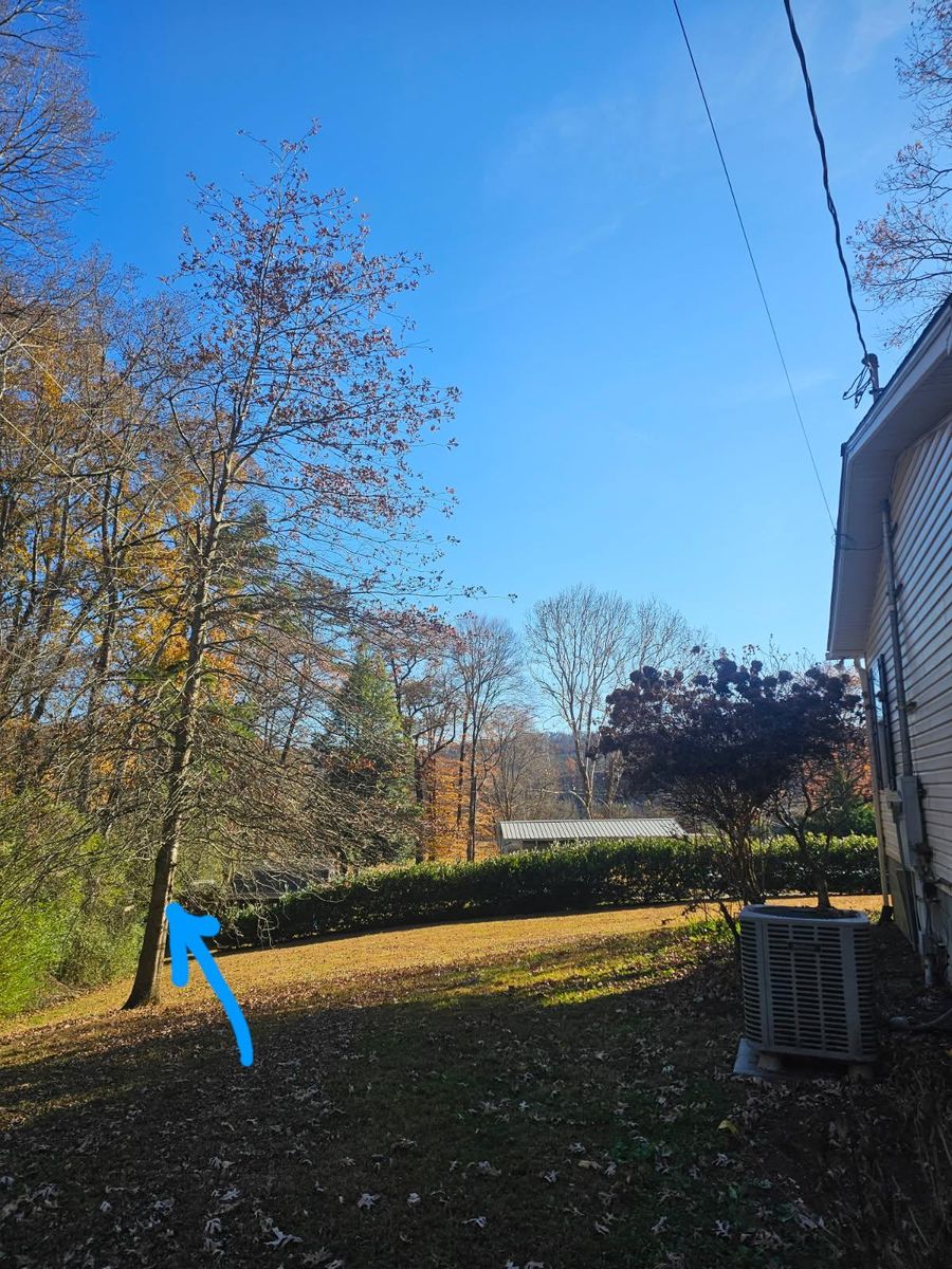 Tree Trimming for Lucky’s Tree Removal and Landscape Services in Knoxville, TN