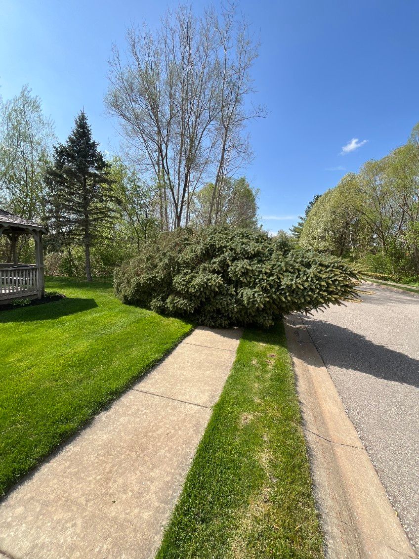 Tree Removal for D Hale Tree Service in Ann Arbor, MI
