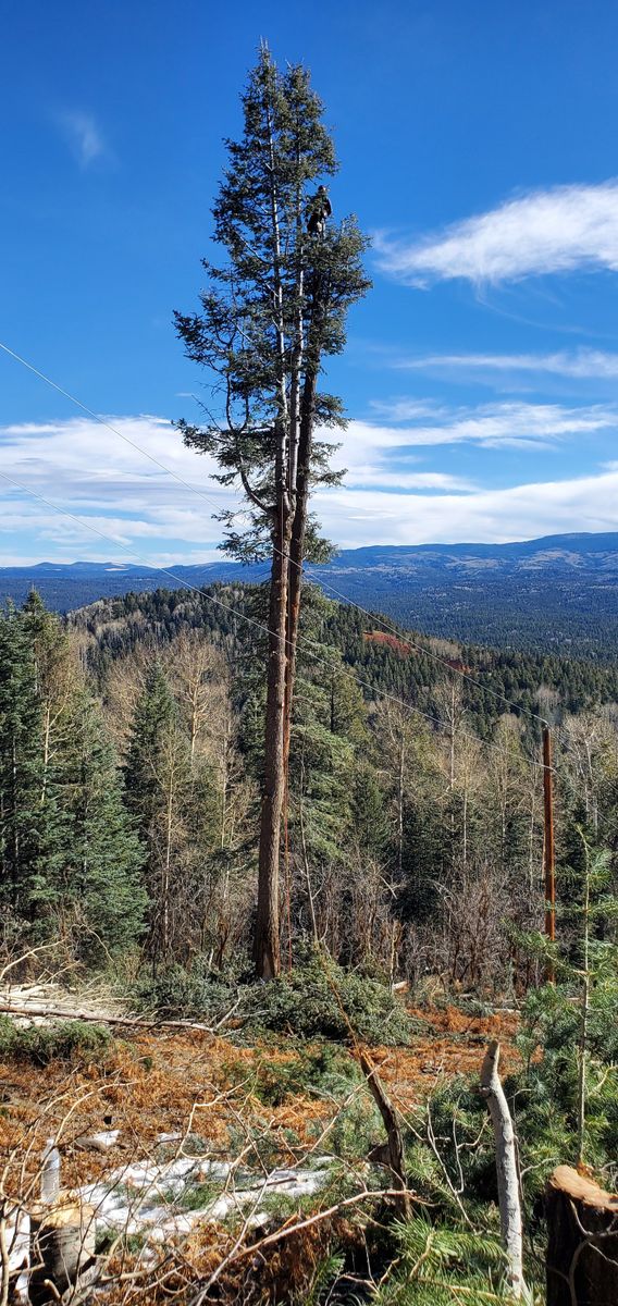 Emergency Tree Services for StockPro Tree Specialists in Show Low, AZ