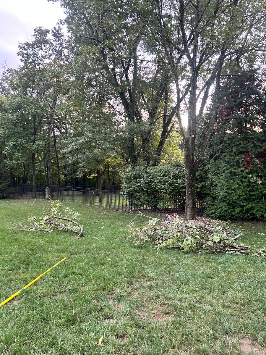 Tree Removal for Terra Steel Creations in Independence, KY
