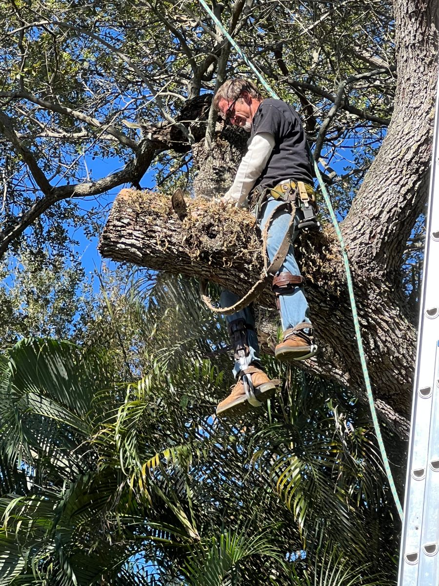 Hazardous Tree Removal for ASAP Tree Service in Sebastian, FL