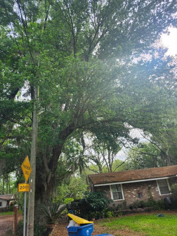 Tree Trimming for Top Notch Tree Experts in Orange Park, FL