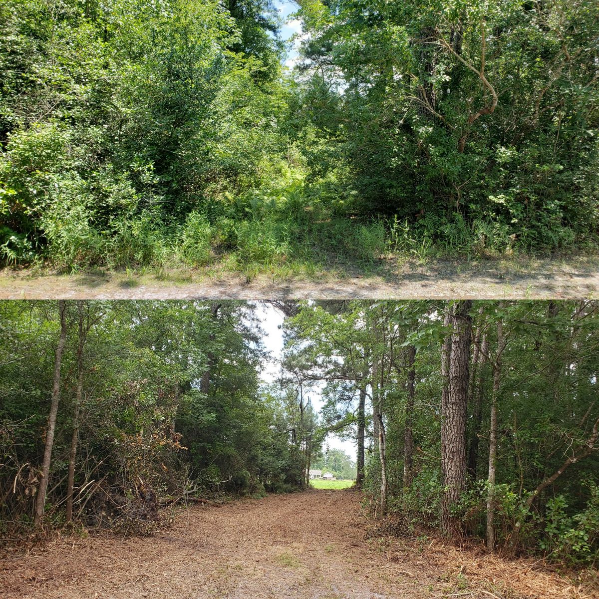 Forestry Mulching for TJ Farm and Land Management in Loris, SC
