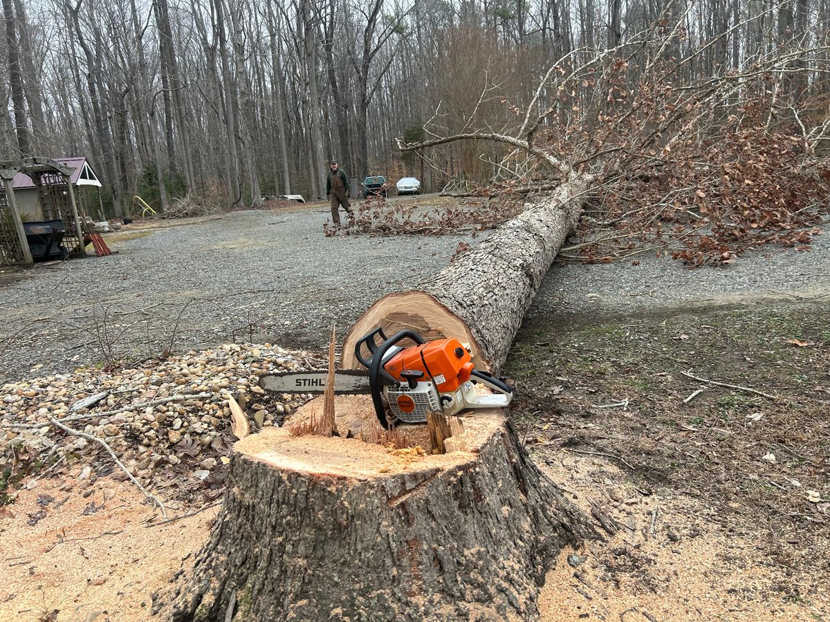 Tree Removal and Limbing  for The Whole 9 Yards Landscape VA in Heathsville, VA