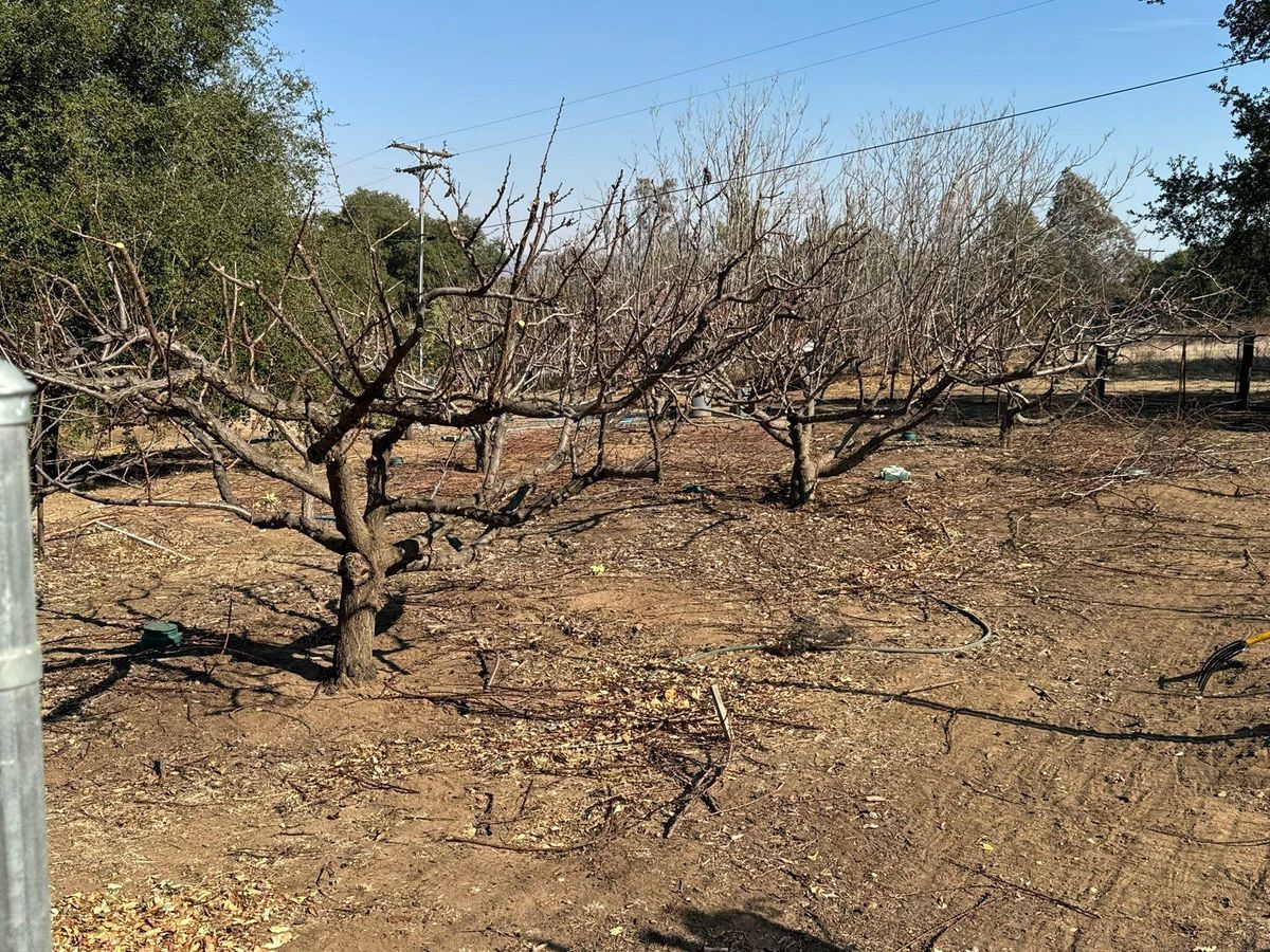 Fruit Tree Pruning for The Tree Fairy in Julian, CA