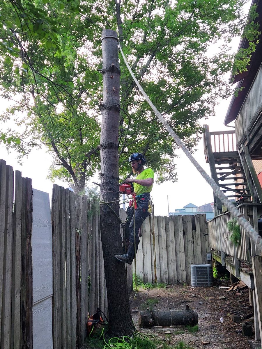Tree Removal for Canopy Tree Service in Kenosha, WI