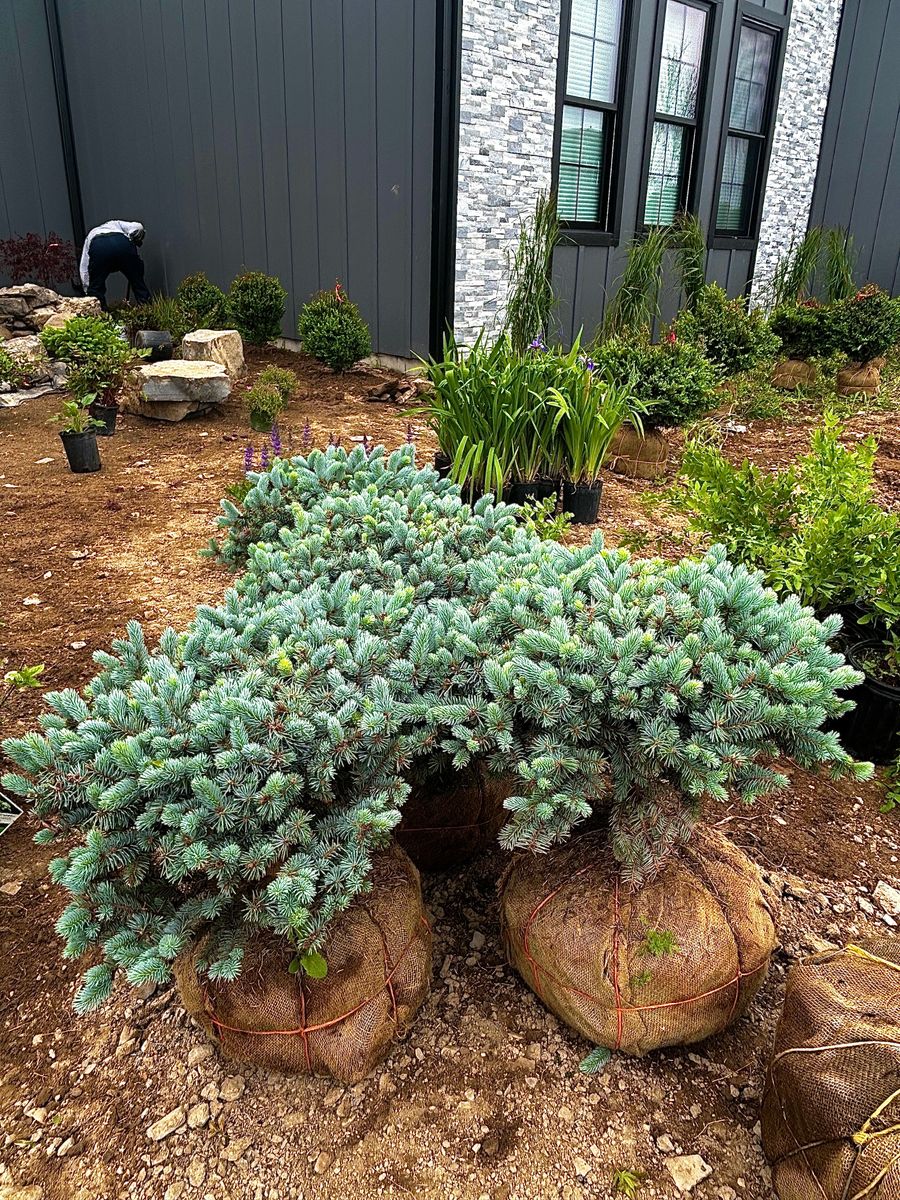 Planting & Pruning for Tony Monaco Landscaping Inc. in Orange County, NY