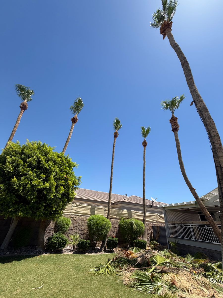 Tree Trimming for Top Notch Landscape Services LLC in Mohave Valley, AZ