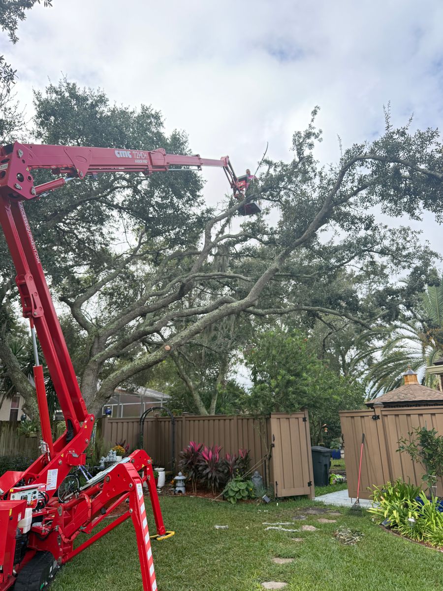 Tree Trimming for Elite Tree & Landscape Services LLC in St. Augustine, FL