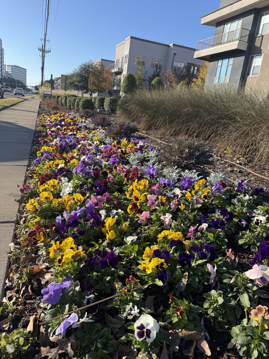 Seasonal color changes for Guerrero's Landscape in Fort Worth,  TX