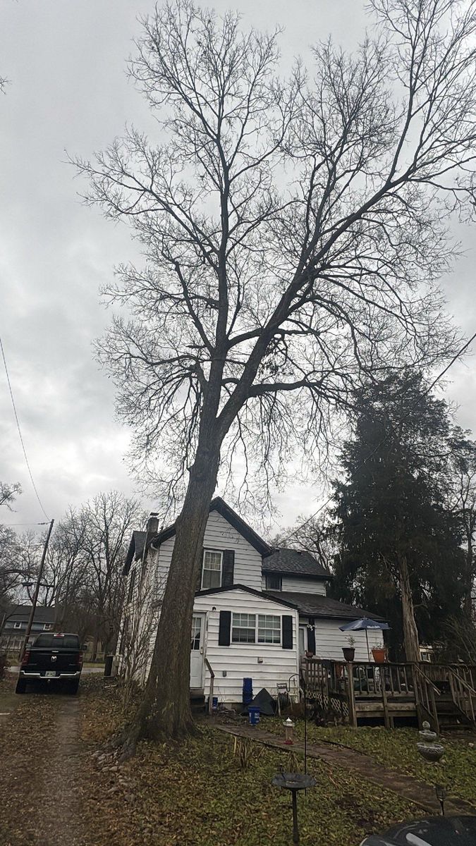 Tree Removal for Dig-It Tree Company in Mason, OH