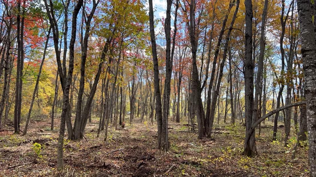 Land Clearing & Forestry Mulching for Gardner Road Company in Winn, ME