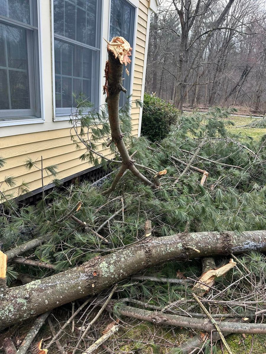 Tree Removal for Leaf and Limb in Townsend, MA