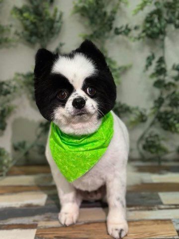 Full Groom  for Tails By The Lake Grooming in Branson West, MO