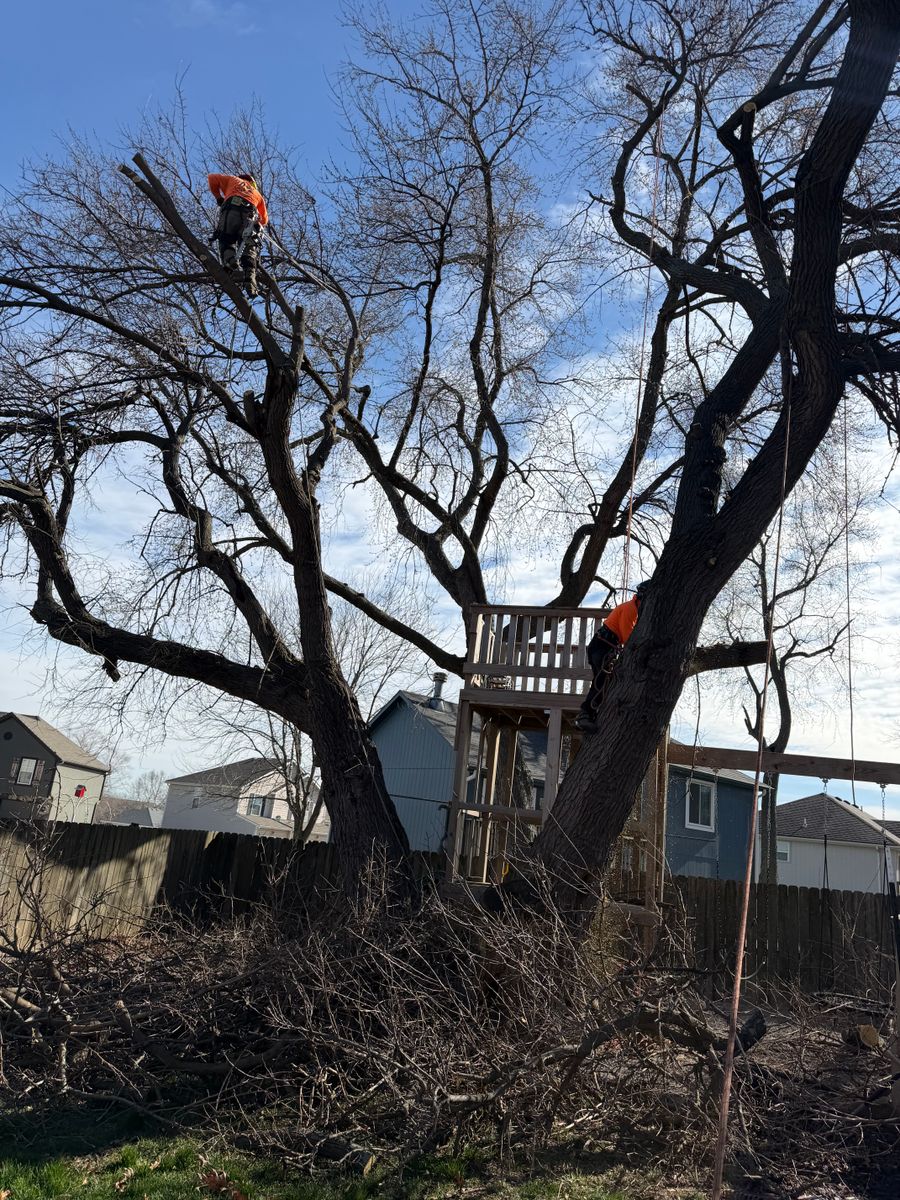Tree Trimming for Cross Family Tree Service in Kearney, MO