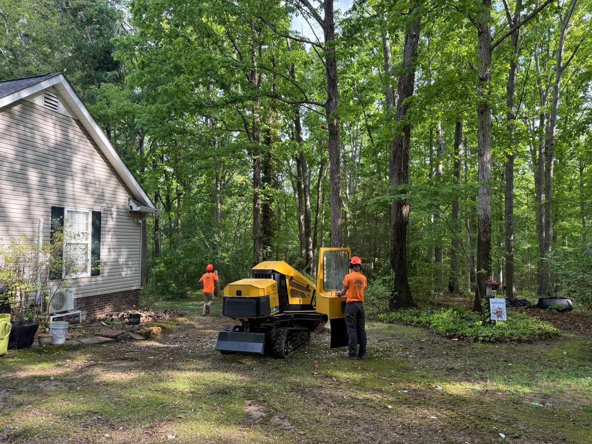 Tree Removal for Ross Family Tree Service LLC  in Hohenwald, TN