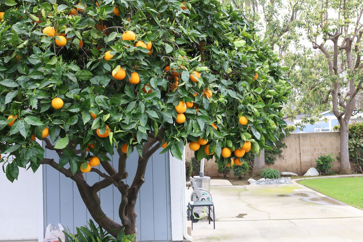 Fruit Tree Care for ARKADIA in Orange County, CA