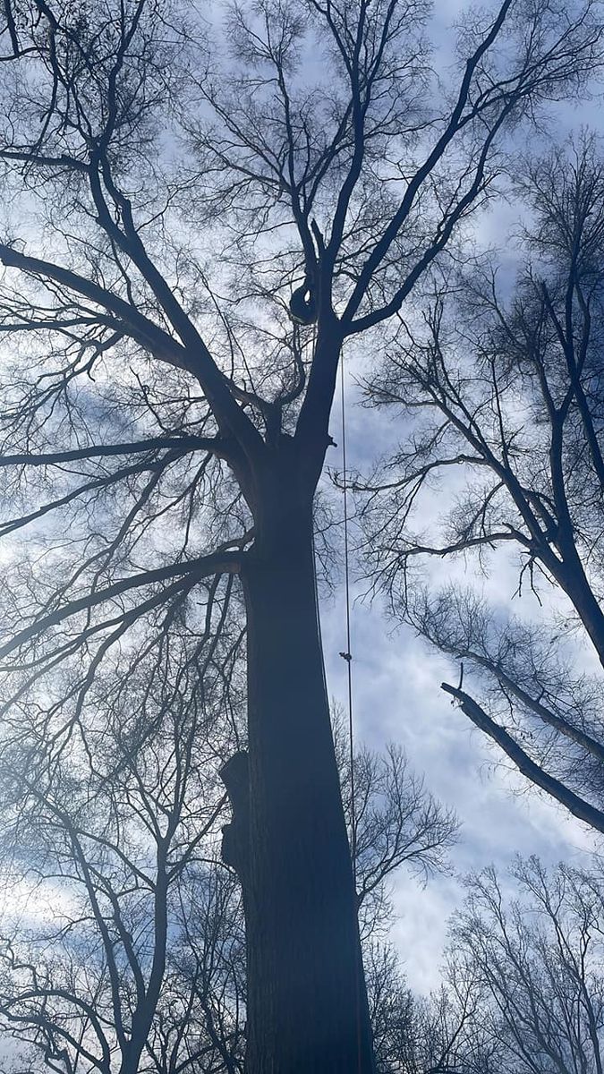 Tree Trimming for Oakhurst Landscaping and Tree Service in Charlotte, NC