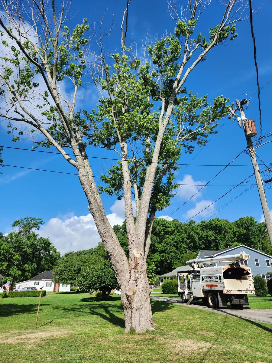 Tree Trimming for Stumpbusters Tree Service in Louisa County, VA