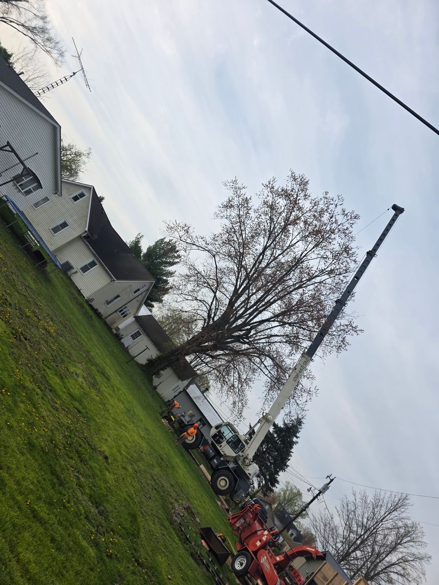 Tree Removal for Advanced Tree Solutions in Rockville, IN