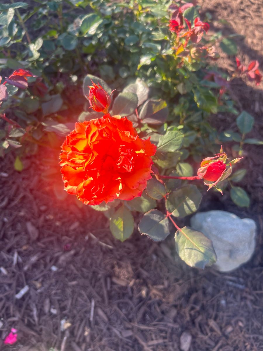 Mulch Installation for The Whole 9 Yards Landscape VA in Heathsville, VA