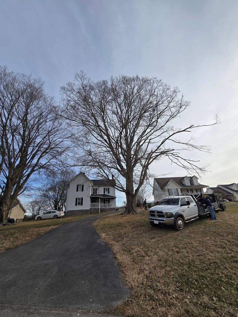 Tree Removal for M&L Lumber and Excavating in Jonesborough, TN