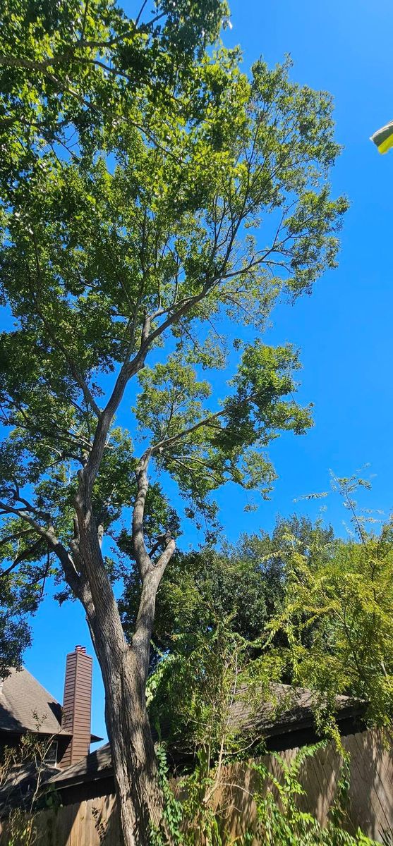 Tree Removal for Servin's Tree Care  in Houston, TX