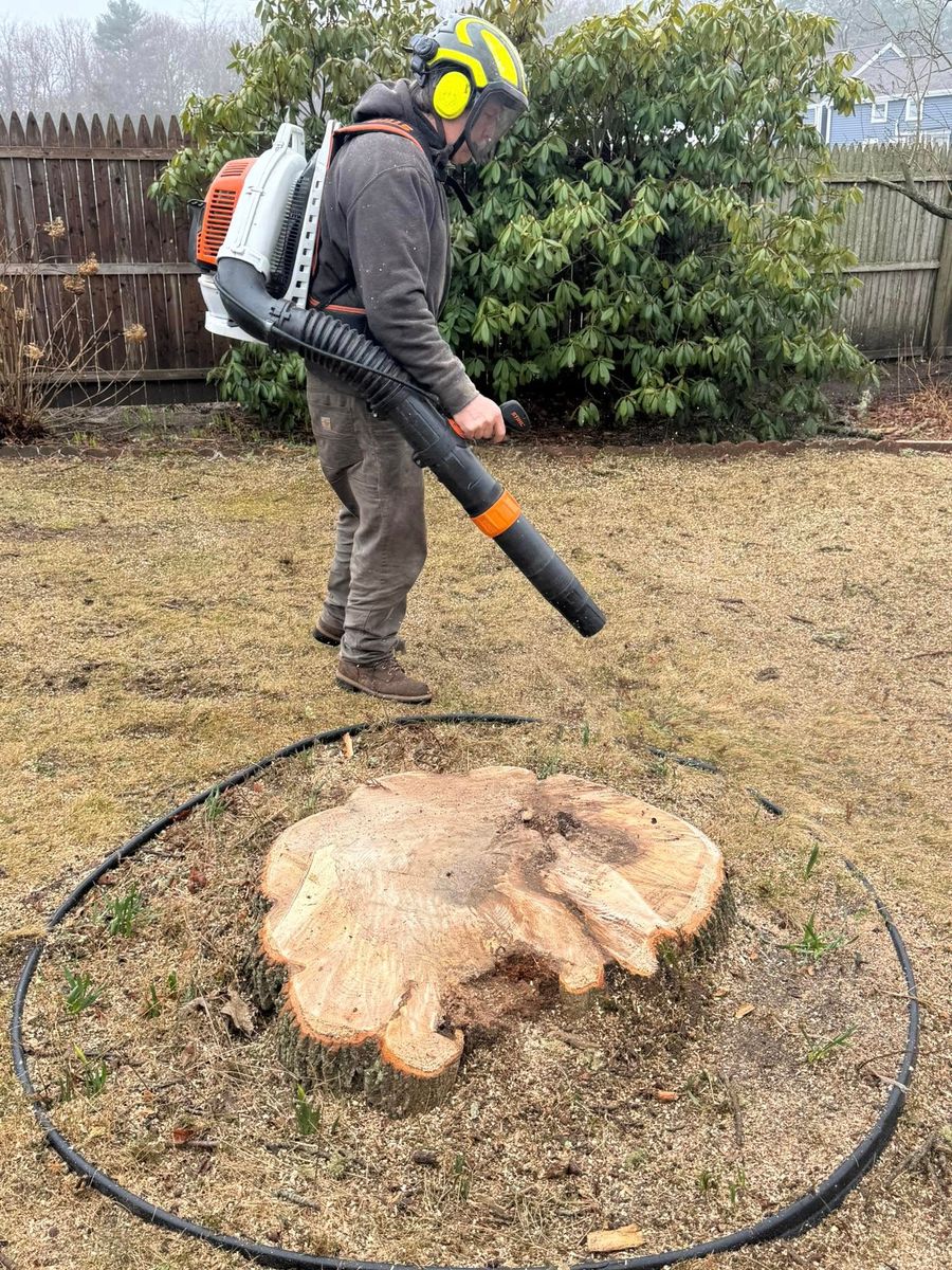 Stump Removal for Robery's Tree Service in West Wareham, MA