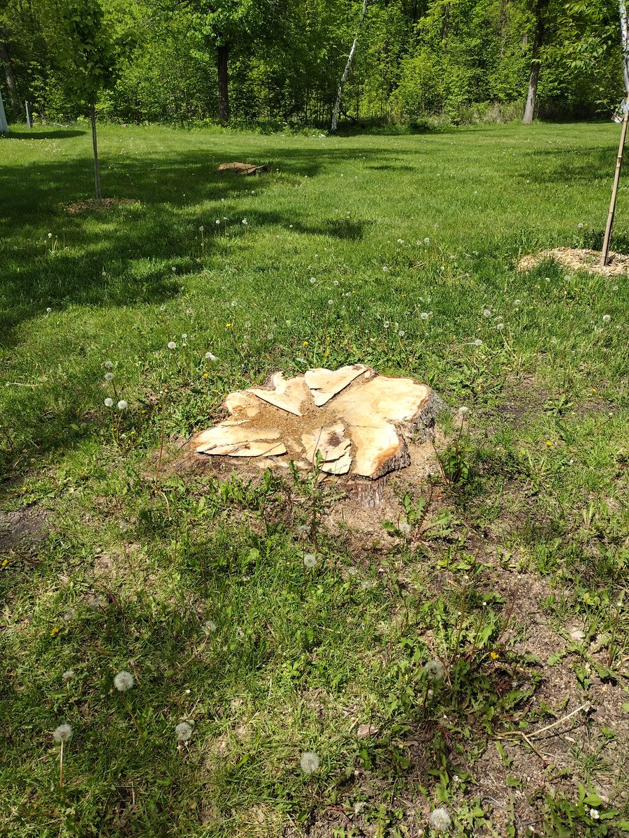 Stump Removal for Dan's tree service in Bemidji, MN