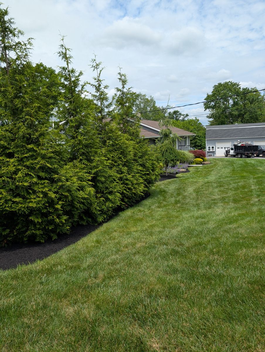 Privacy Plantings for Ettere Landscape Services in Flemington, NJ