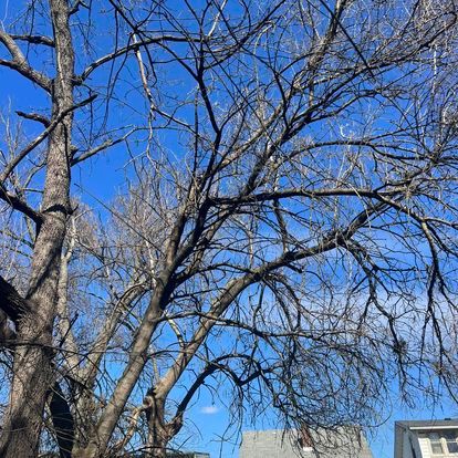 Tree Triming for Alexander Fencing And Tree Service  in Louisville, Kentucky