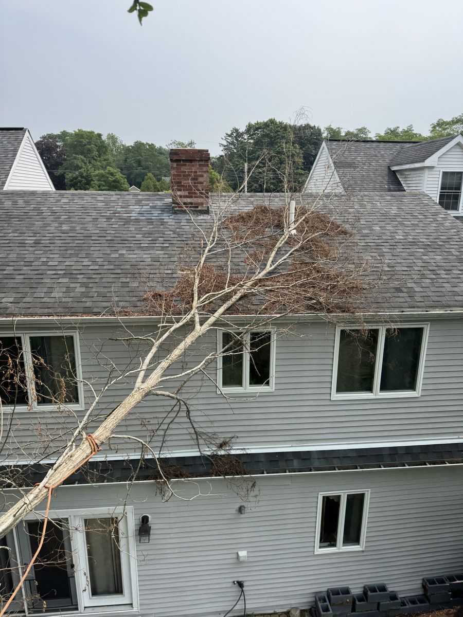 Tree Trimming for Robery's Tree Service in West Wareham, MA