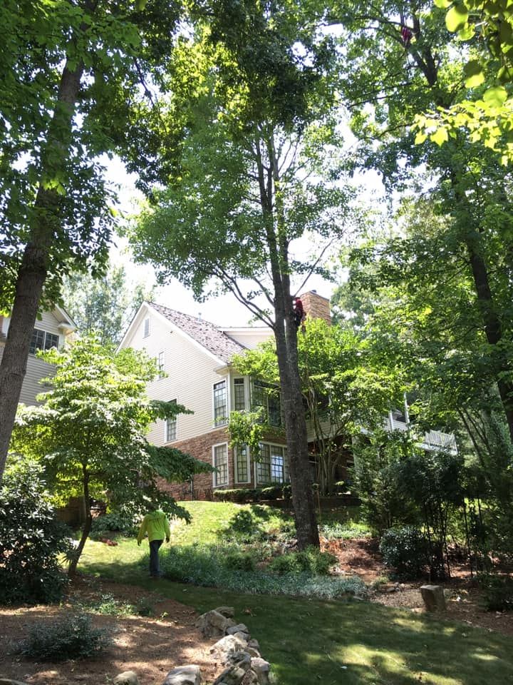 Tree Trimming for Clear Tree Land Solutions in Dawson County, GA