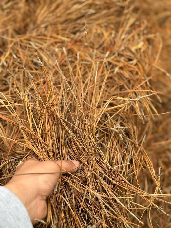 Pine Straw Installation for Green Works Landscaping in Clayton, NC