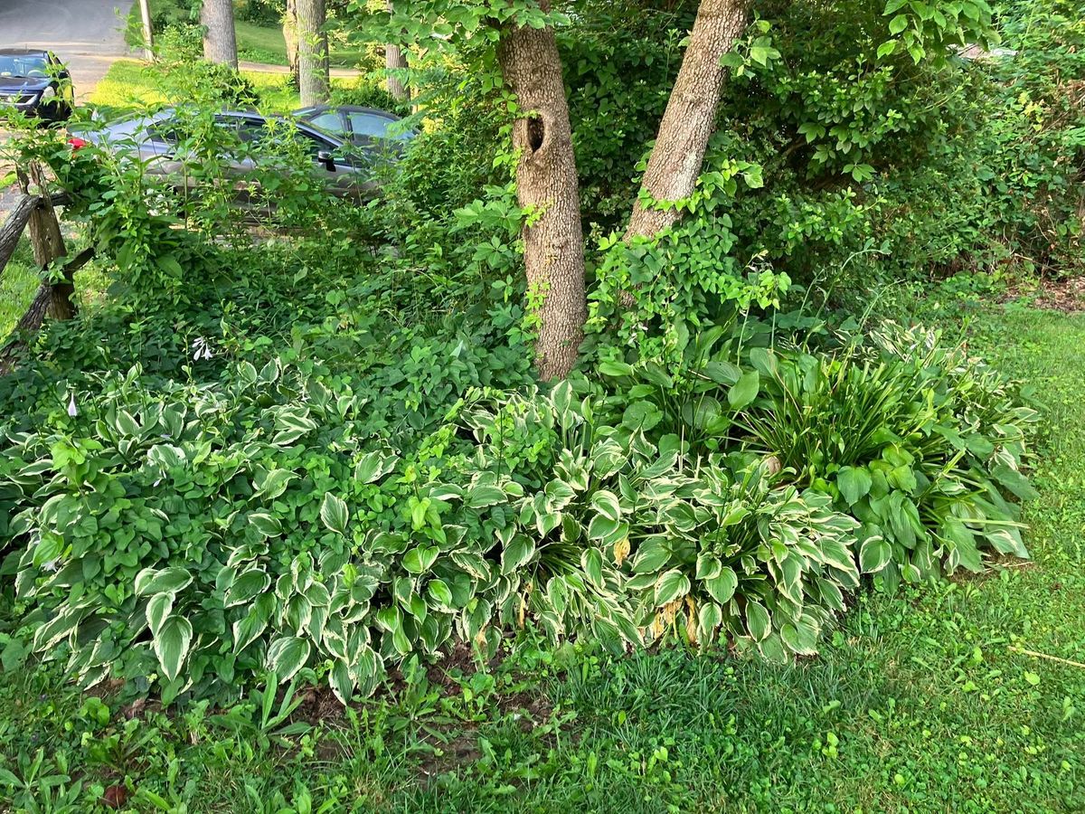 Bush Hogging for Genesis Landworks in Bluff City, TN