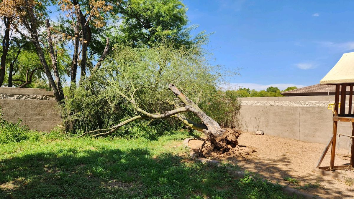 Tree Removal Services for AZ Tree & Hardscape Co in Surprise, AZ