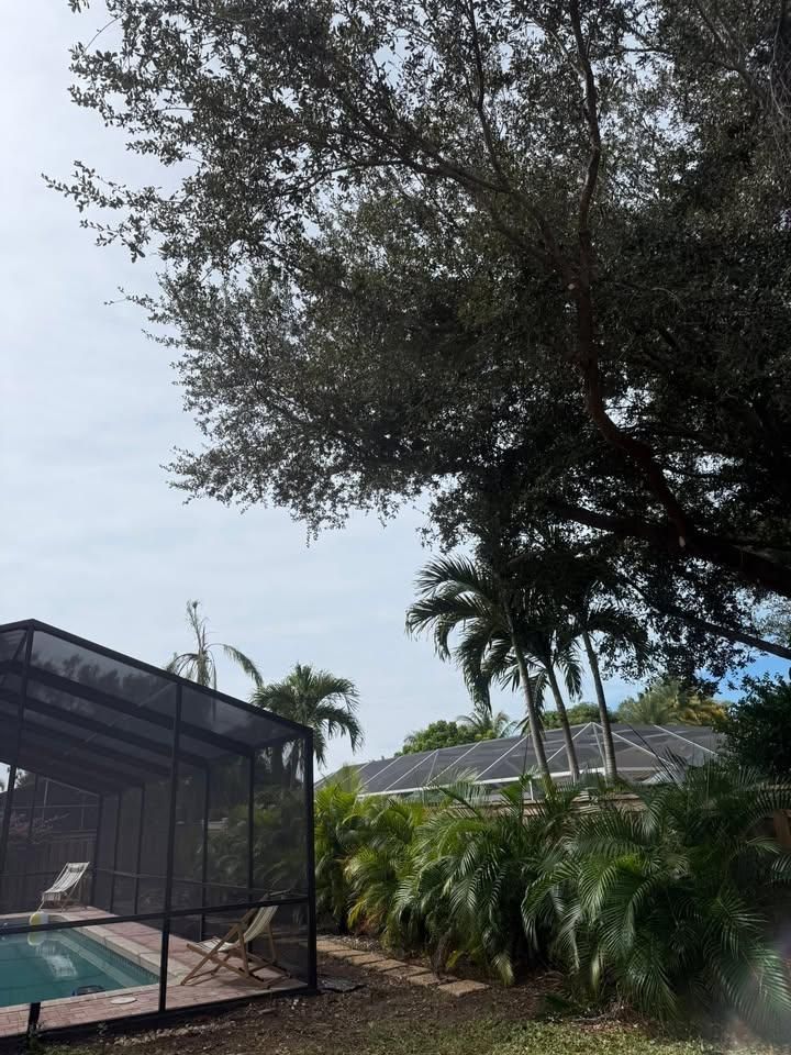 Palm Pruning for Damian’s Tree Care in Sarasota, FL