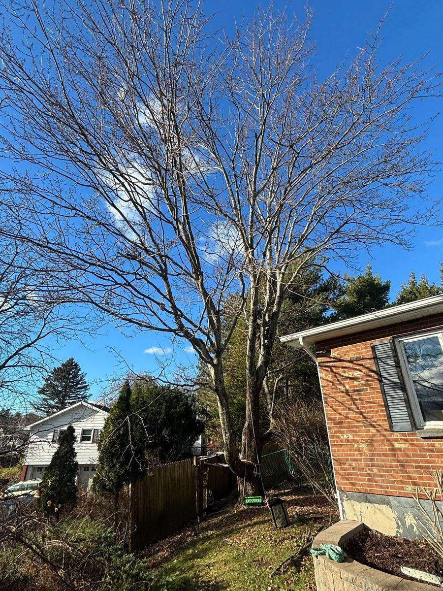Tree Removal for T's Trees in Albany, NY