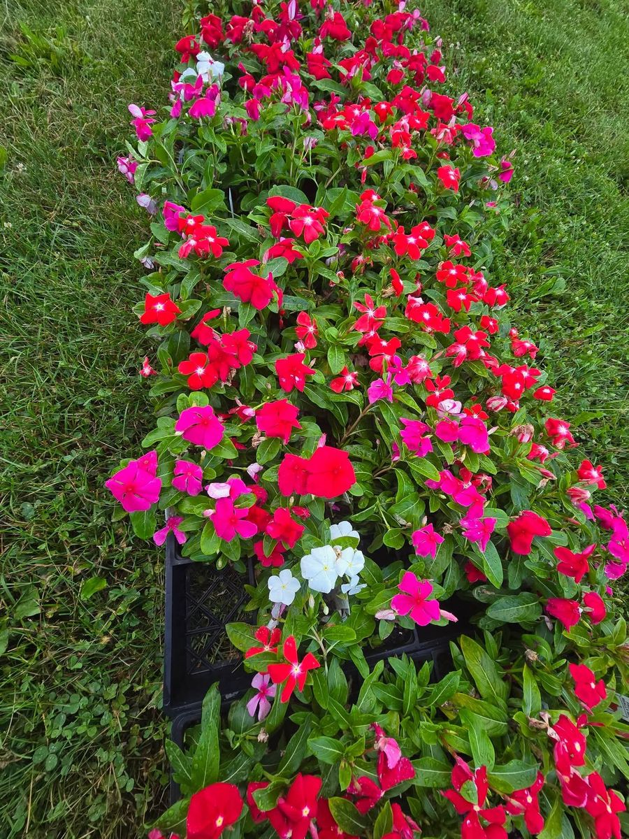 Landscape Installation for Down Home Landscaping in Stillwater, PA