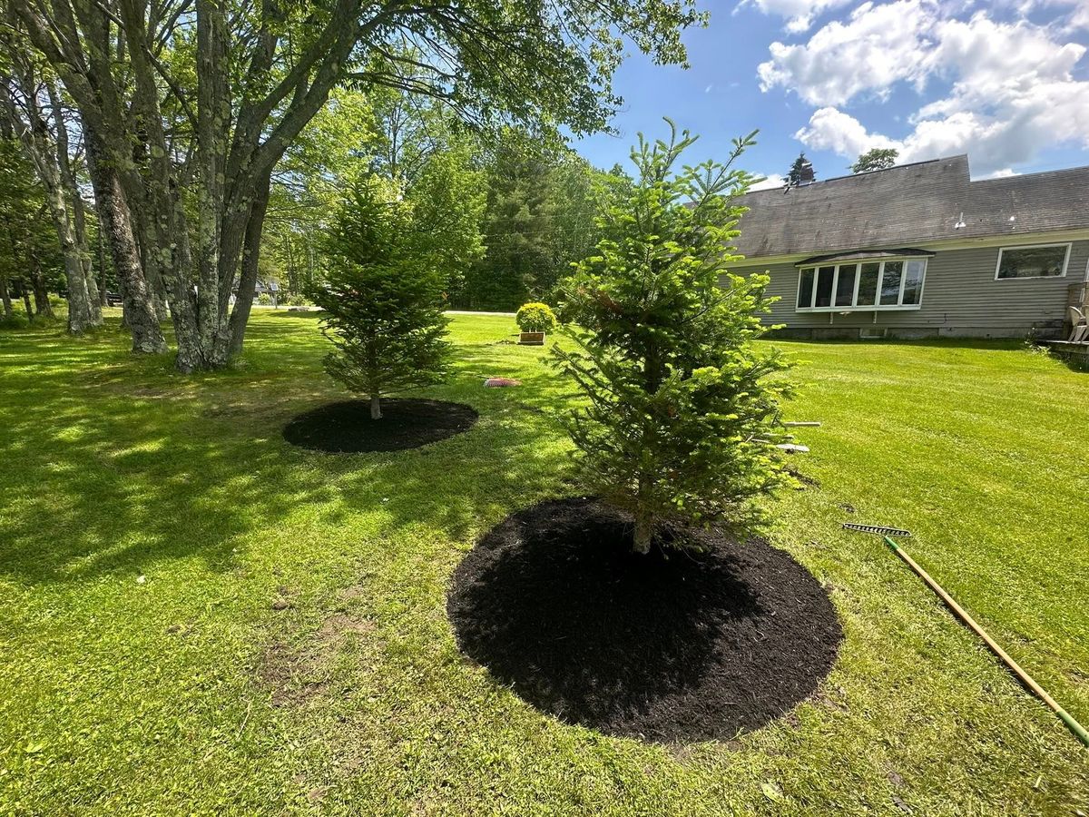 Shrub Trimming & Tree work for CWB Lawn Care & Landscaping in Franklin County, ME