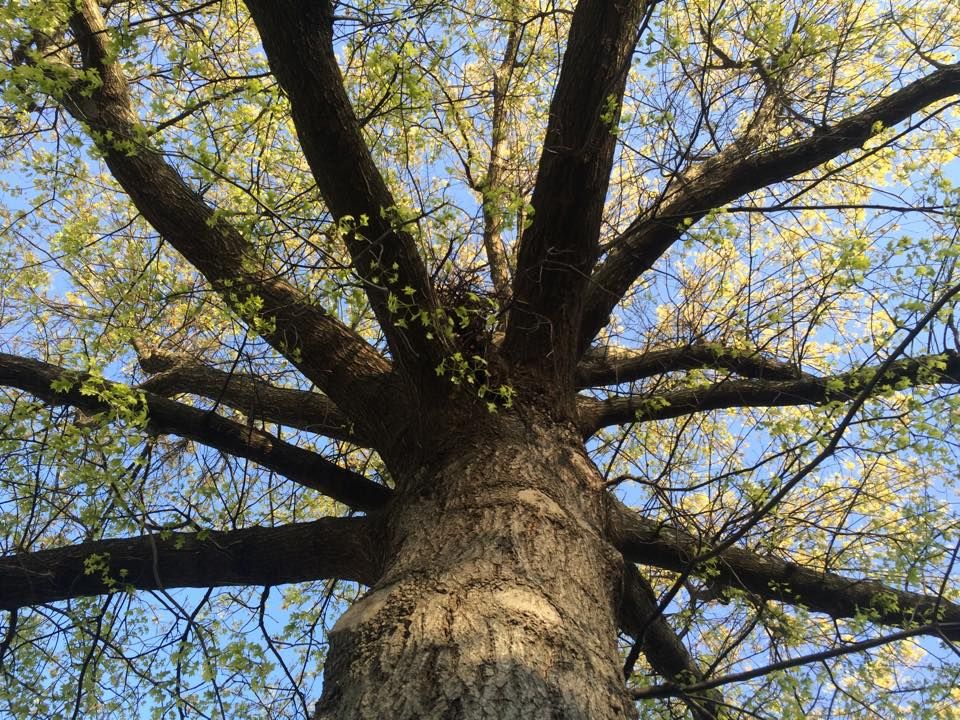 Fertilization for Precision Tree Service, Inc. in Ryland Heights, KY