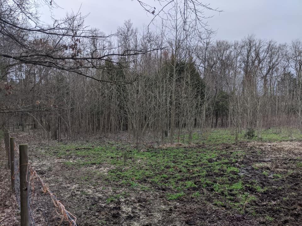 Selective Thinning of Woods for Carolina Construction Services in Woodleaf, NC